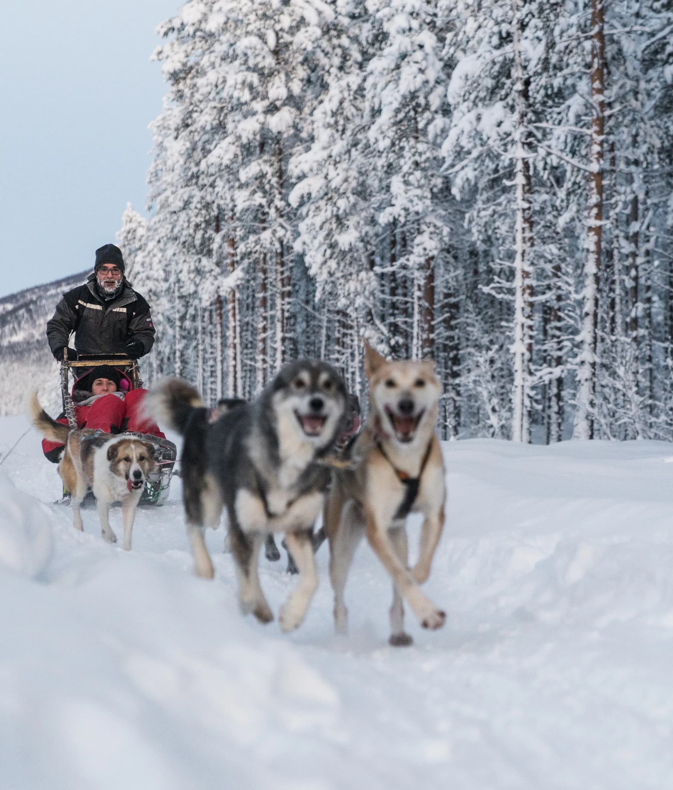Husky Sledding